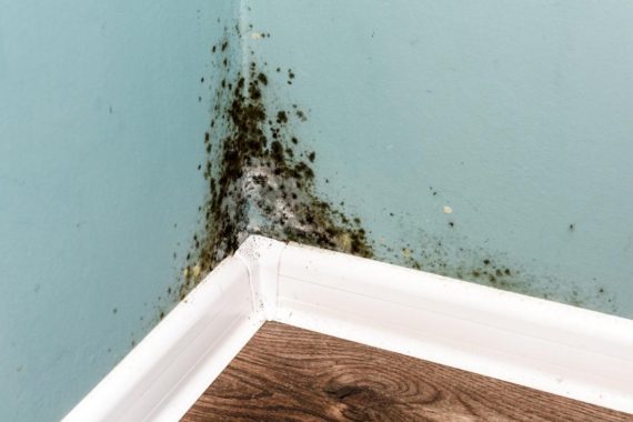 What I have learnt from experiencing a mouldy house